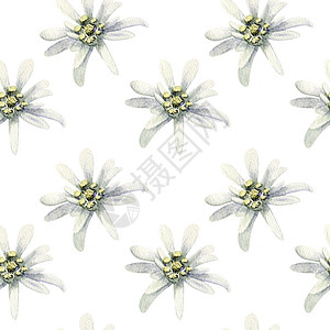 瑞士阿尔卑斯山标识瑞士Edelweiss花朵孤立的水彩色无缝模式插图Edelweis鲜花孤立水彩色无缝模式插图RareAlpine恒星swis设计图片