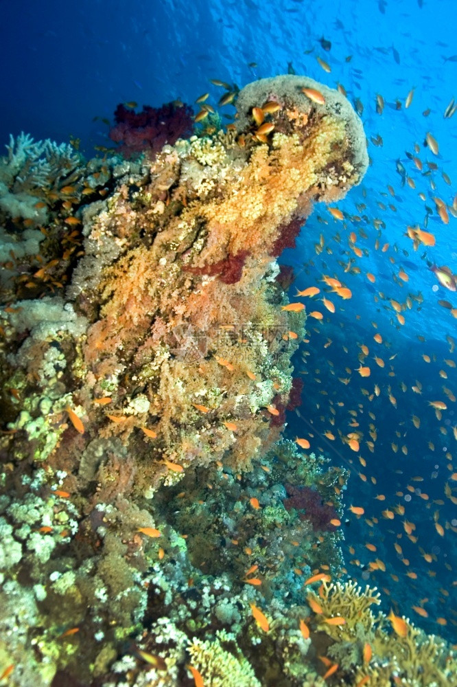 珊瑚礁水下景观软珊瑚和硬礁红海埃及非洲热带美丽的柔软图片