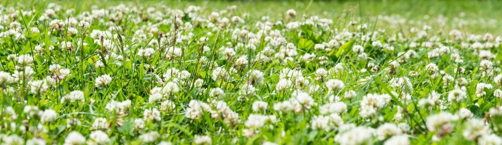 植物花朵青草和原的以白色树油花和青草为蓝地新夏或春底在草原上花园本图片
