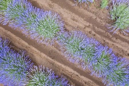 天从无人驾驶飞机向开阔的紫花草群飞过惊人的空中景象花农业图片