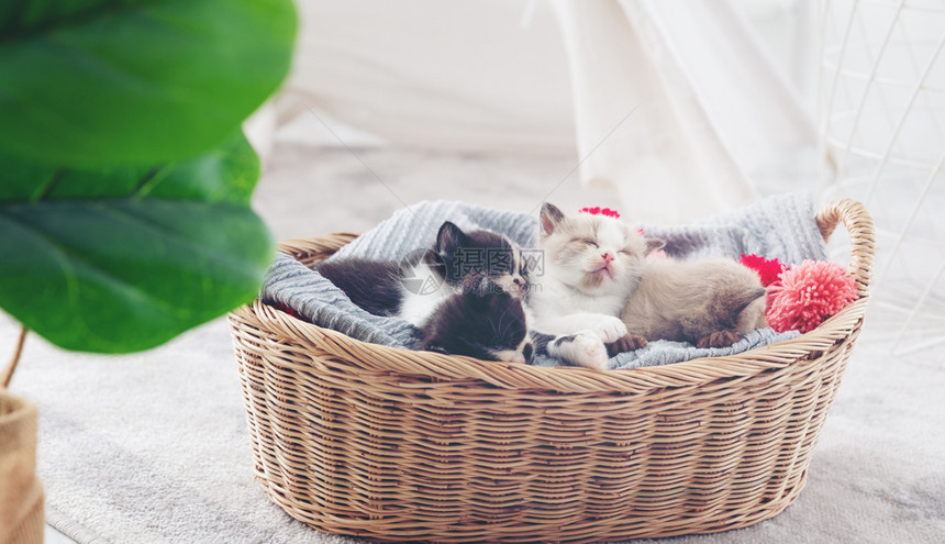 睡在木篮子里的一群猫咪幼崽图片