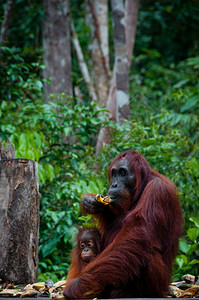 俄木塘坐在印度尼西亚婆罗洲的猩和婴儿脸母亲苏门答腊背景