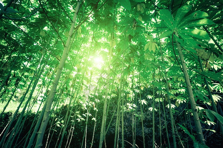 阳光照耀着丛林植物茂密被的光芒日落在幻想中的热带森林风景公园作品图片