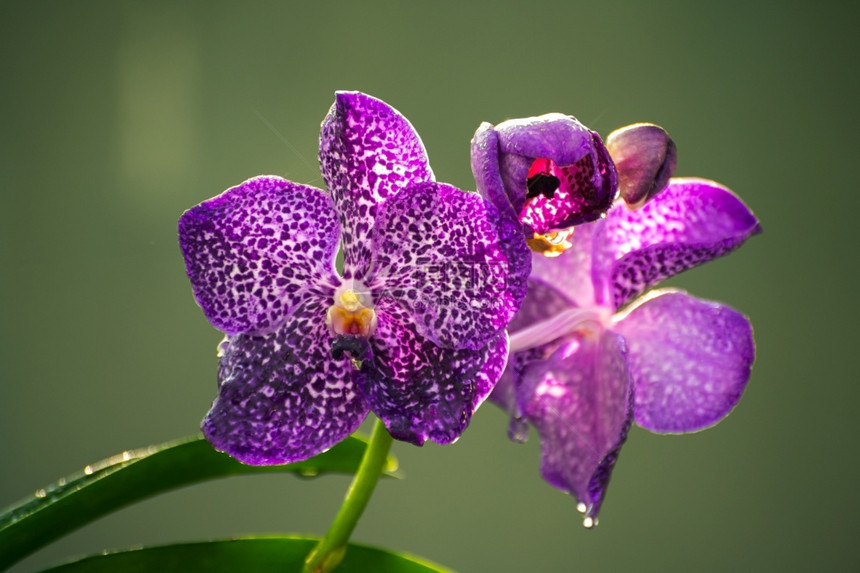 精彩的花朵情人节紫兰贴合照片在大花瓣上露出清晨水以柔软的黄色布基背景图片