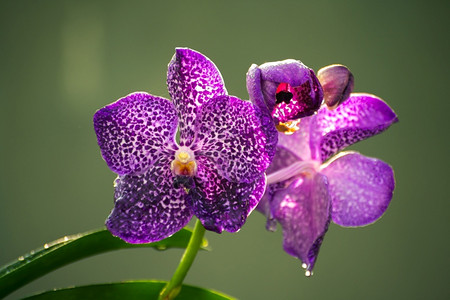 精彩的花朵情人节紫兰贴合照片在大花瓣上露出清晨水以柔软的黄色布基背景背景图片