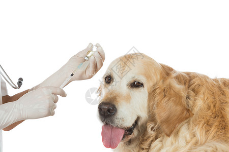 宠物医师兽注射疫苗给一只狗金色寻猎犬诊断图片
