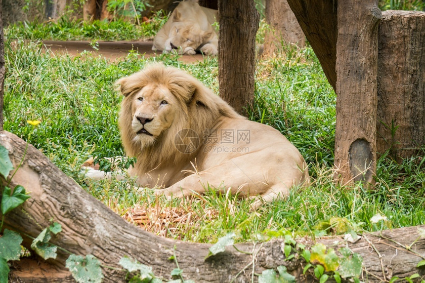 稀树草原花园大雄狮躺在草地和雌狮子的睡梦背景上成人图片