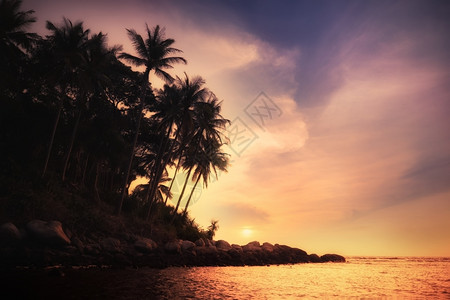 棕榈松弛泰国热带日落普吉岛令人惊叹的热带日落布吉岛风景和目的地紫色图片