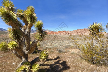 美丽的形成地面观察莫哈韦沙漠干燥地貌和红岩层图片