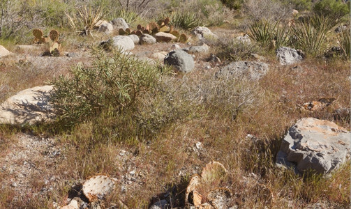 内华达州场景观察莫哈韦沙漠干燥地貌和红岩层公园图片