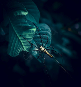 金螳螂素材网络荒野尼菲拉斯里兰卡天然森林中的巨型金质蜘蛛网热带背景