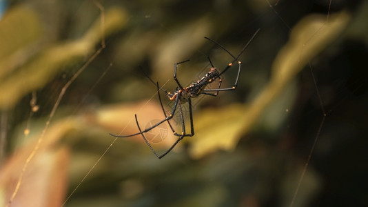 斯里兰卡热带森林中的巨型金质圆形蜘蛛网黑色的尼非拉丝绸图片