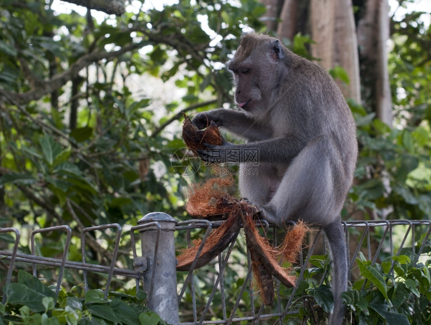 在印度尼西亚乌布德吃椰子的猴濒危毛皮草图片