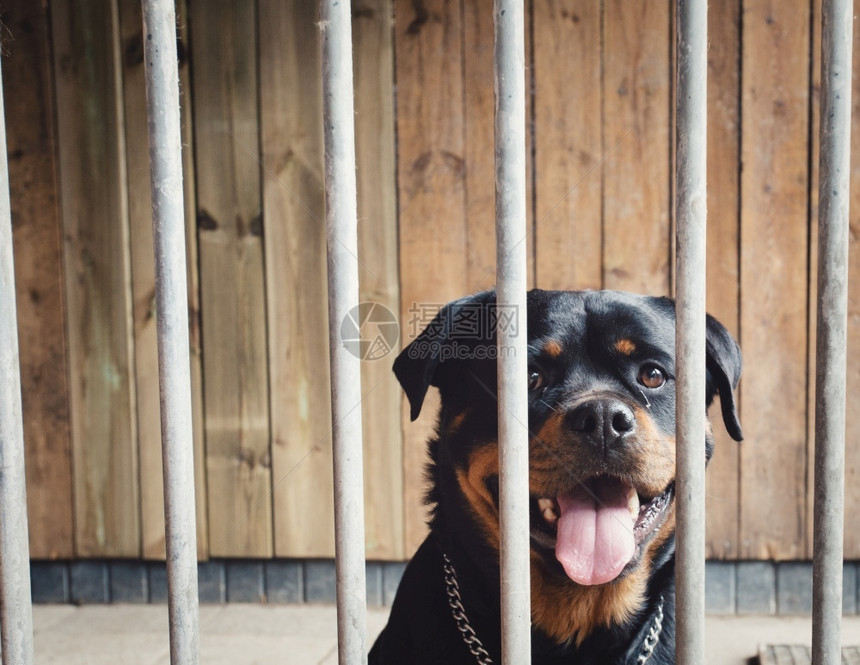 围栅后面的可爱狗Rottweiller在笼子里美宠物肖像与木头背景锁在一起的木底宠物围栅后面的可爱快乐狗罗特韦勒在笼子里美丽的宠图片