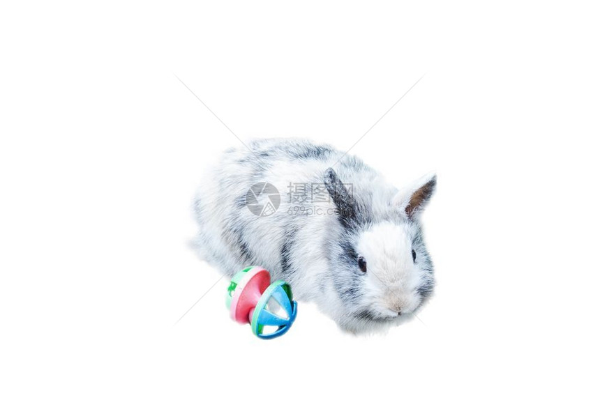 草可爱的丰富多彩白色灰兔子肖像正向观看者在白色背景上与玩具隔离图片