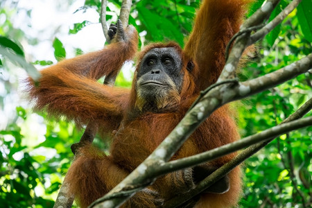 自然游客母亲在印度尼西亚苏门答腊树上放松的热带雨林中野生奥兰古塔女动物棕色的高清图片素材
