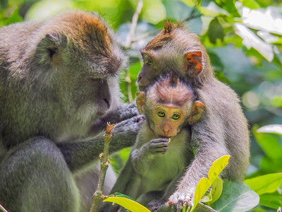 野生动物猴子森林高清图片素材
