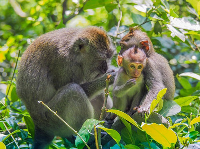 野生动物猴子猕猴高清图片素材