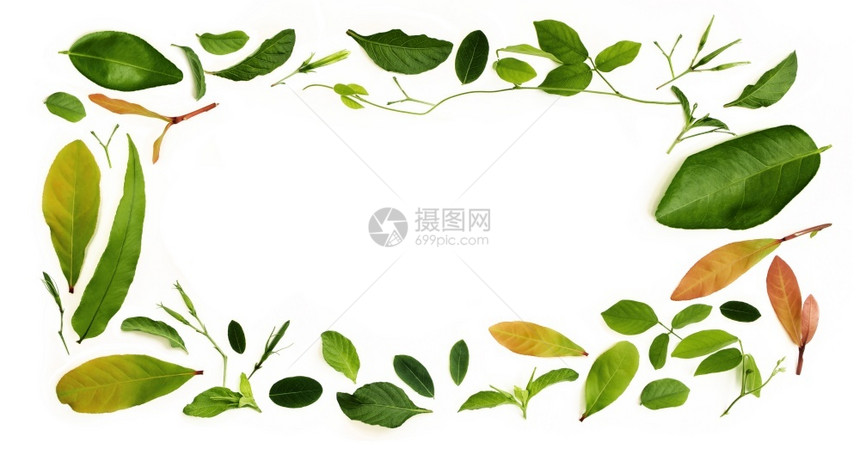 女化各种孤立的叶子以白色背景作为矩形框架状设计用于装饰最上视图清洁和小化植物学绿色图片