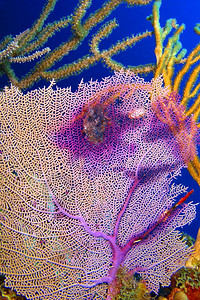 荒野Gorgonian海扇鞭珊瑚礁加勒比海PlayaGiron古巴美国临海鞭子背景图片