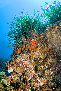 海草洋波西多尼亚CaboCopePuntasdelCalnegre自然公园地中海西班牙穆尔亚欧洲生物学荒野临海背景图片