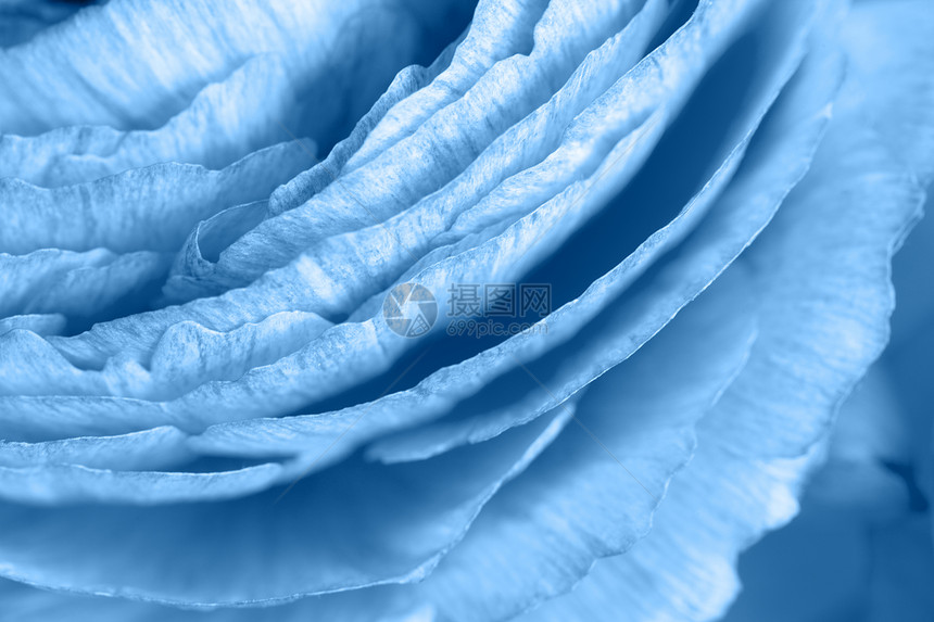 分段特里Floral背景的Ranunculus以时态色彩经典蓝宏观关闭为主题彩色贺卡生活方式博客社交媒体20年调色板水平概念颜蓝图片