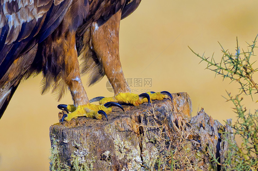 金鹰爪AquilaChrysaetos地中海森林卡斯蒂利亚和里昂西班牙欧洲爪子美丽栖息地图片