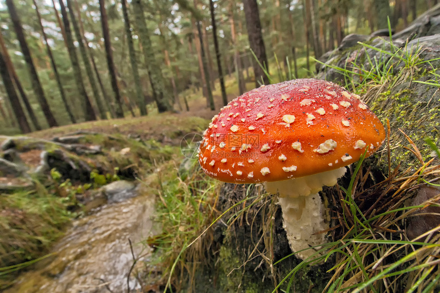 植物学FlyAgaricFlyAmanitaAmanitamuscariaSierradeGuadarramaNationalP图片