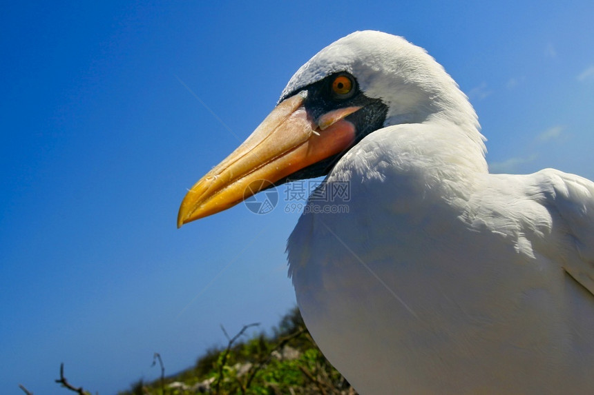 保护鸟NazcaBoobySulaagranti加拉帕戈斯群岛公园教科文组织世界遗产地厄瓜多尔美洲灰色的图片