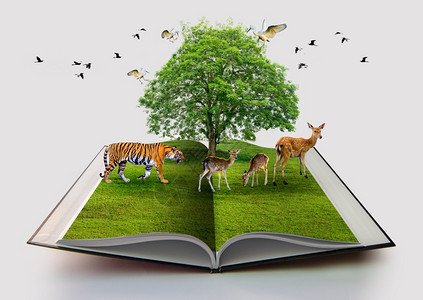 文学墙纸野生动物保护老虎鹿鸟自然环境书在白纸回收3d张循环的白开放书中孤立于白本上以为背景随草和树种生长而翻写自然书籍图片