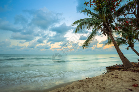 景观清晨日出在科努特树上美丽的清晨日出与海相伴的平线早晨椰子图片