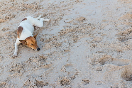 地平线珊瑚睡狗在沙地上放松泰国户外图片