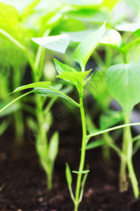 托盘长大的绿色胡椒芽从家的种子中长出在阳光下密闭叶子图片