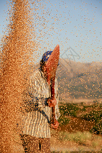 收成乡村的农民在收获季节赢得小麦放弃图片