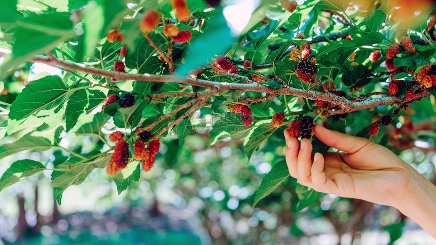 在农场树枝上摘熟黑莓的手贴近健康浆果成熟图片