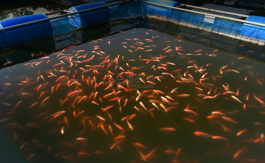 饲料水产养殖学校在北泰国的淡水鱼养殖最佳观景焦点选择重图片