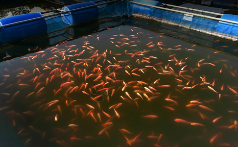 饲料水产养殖学校在北泰国的淡水鱼养殖最佳观景焦点选择重图片