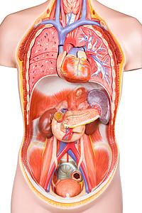 胆量身体的胃白底切除器官的人工体躯型模图片