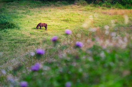 匹棕色马美丽棕色的黄马在草地上吃前景是模糊的紫色花朵马在草地上背景