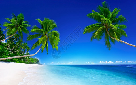 圣诞节热带海白沙滩上的棕榈树旅行阿伦图片