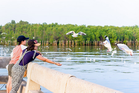 鸟和人亚洲家庭旅游者母亲和女儿都欢乐地喂养海鸥在Bangpu娱乐中心旅行亚洲SamutPrakan的著名吸引景点泰国母亲和女儿享受海鸥背景
