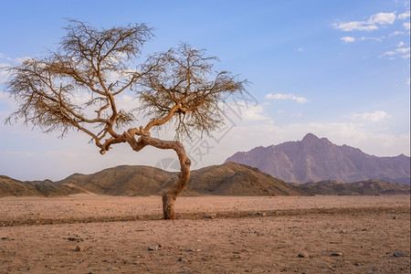 荒野高的在图画中沙漠的山谷里有一棵阿卡西亚树背景中有山岩和云美丽图片