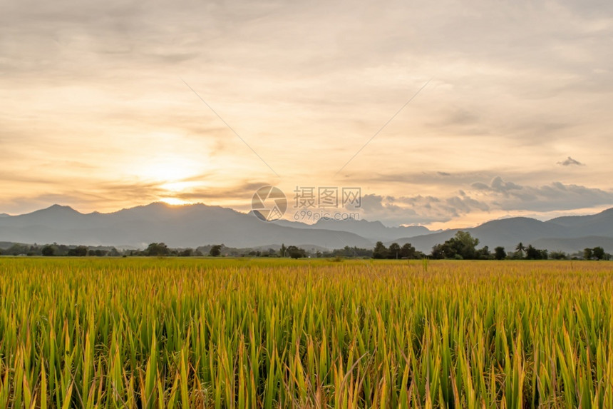 日落时晚上稻田和天空背景有阳光照耀外部自然图片