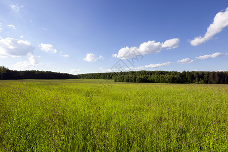 草原蓝色的种植谷物农业领域夏季时间种植农业领域生长图片