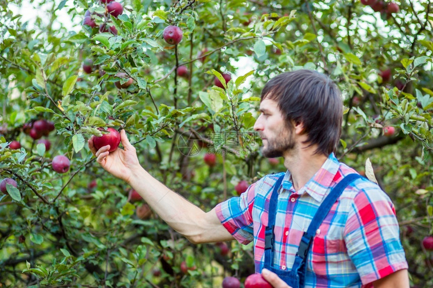新鲜的秋天采摘苹果一个男人在花园里拿着一篮红苹果专注于有机采摘一个男人在花园里拿着一篮红苹果专注于收成图片