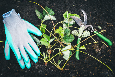 在花园工具的春作在新鲜地面上打刷手套种植物中准备草莓灌木树苗生态土地蔬菜幼苗高清图片素材