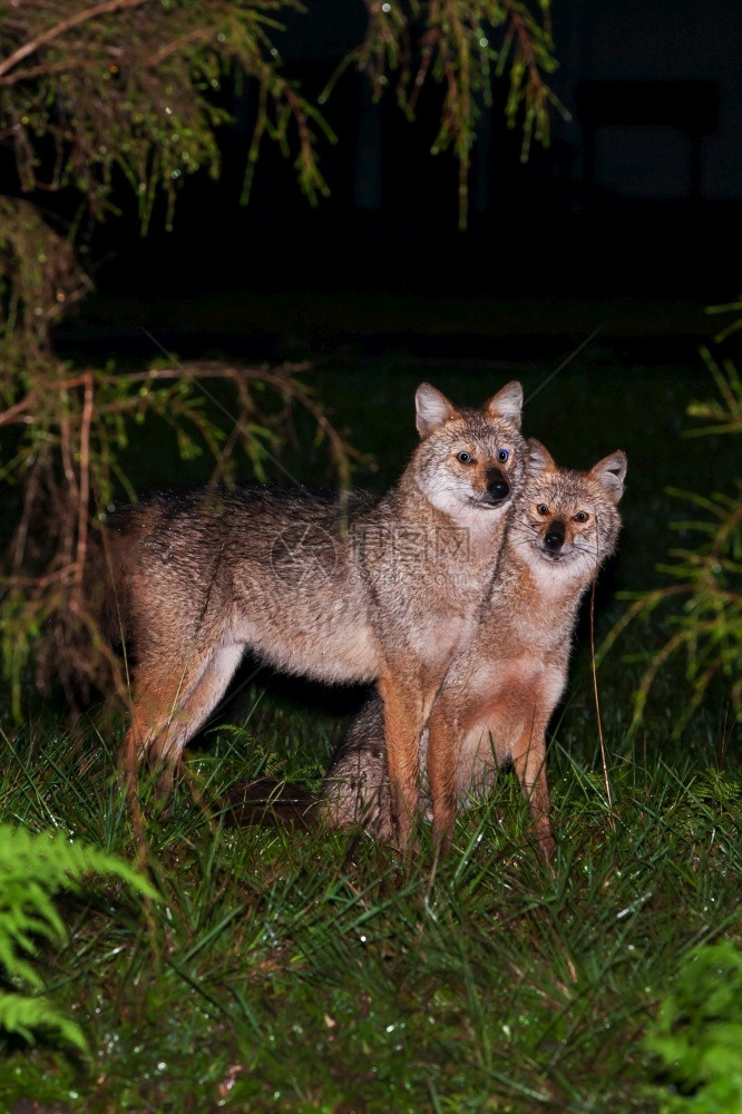 物种场地晚上在草交配苏夫特专心于胡狼的金图片