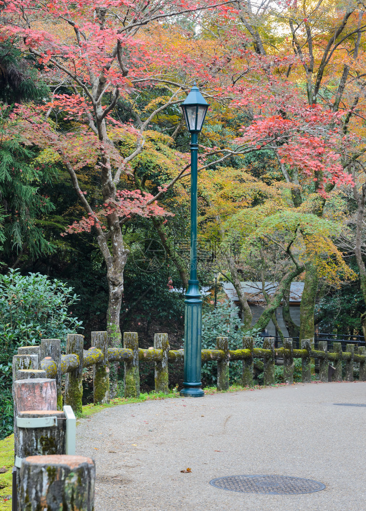 观光旅游秋天日本大阪明oo或米诺公园日本最古老的公园之一自然图片