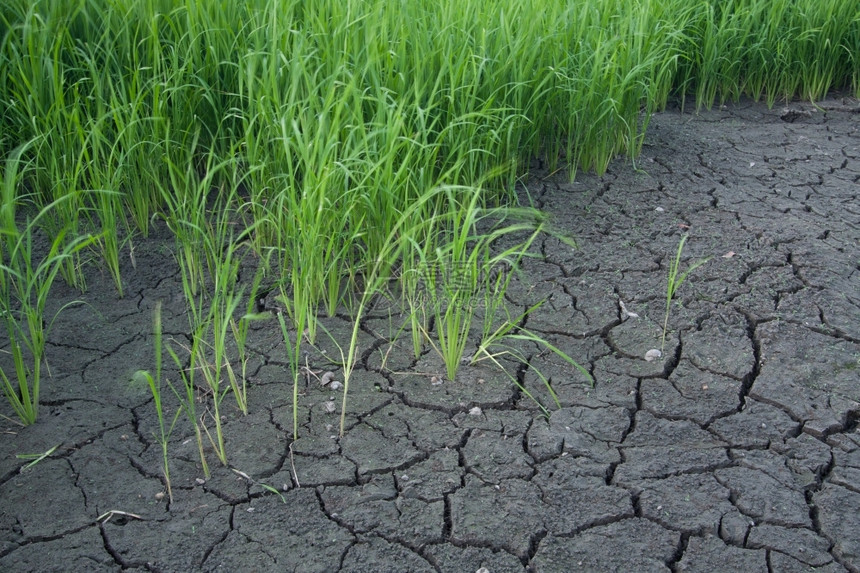 小路稻苗生长到涨顶食物消耗殆尽稻田树木图片