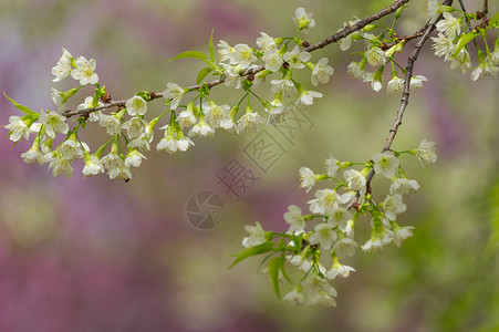 场景美丽的白樱花和粉红桃在泰国的全盛开琼王清迈全盛开的泰国樱花浪漫的植物背景图片
